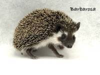hedgehog photo
