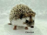 hedgehog photo