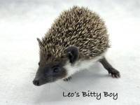 hedgehog photo