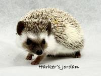 hedgehog photo