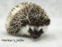hedgehog photo