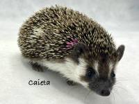 hedgehog photo