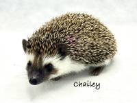 Chailey