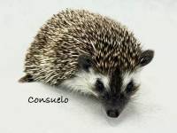 hedgehog photo