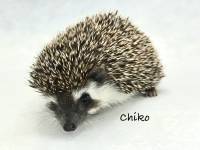hedgehog photo
