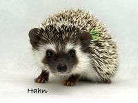 hedgehog photo