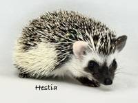 hedgehog photo