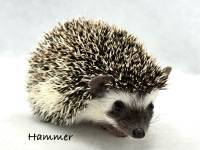 hedgehog photo