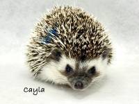 hedgehog photo