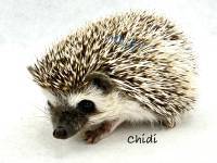 hedgehog photo