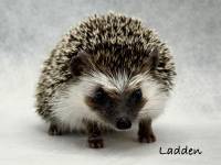 hedgehog photo