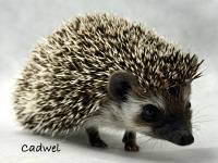 hedgehog photo