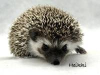 hedgehog photo