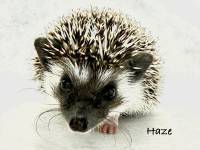 hedgehog photo