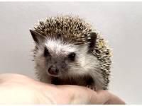 hedgehog photo