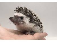 hedgehog photo