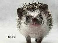 hedgehog photo