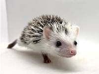 hedgehog photo