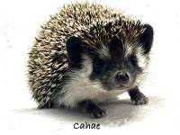 hedgehog photo