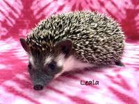 hedgehog photo