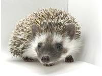 hedgehog photo