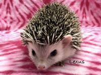 hedgehog photo