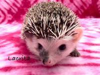 hedgehog photo