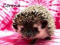 hedgehog photo