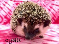 hedgehog photo