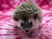 hedgehog photo