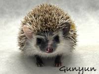 hedgehog photo