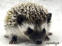 hedgehog photo
