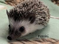 hedgehog photo