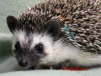 hedgehog photo