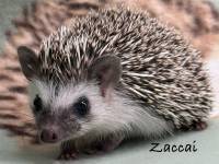 hedgehog photo