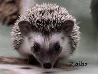 hedgehog photo