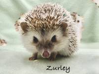 hedgehog photo