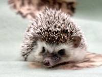 hedgehog photo