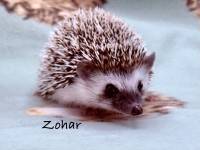 hedgehog photo