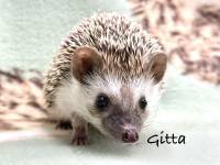 hedgehog photo