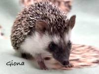 hedgehog photo
