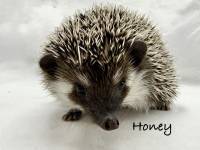 hedgehog photo