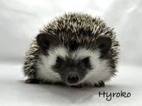 hedgehog photo