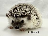 hedgehog photo