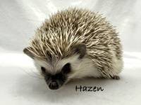 hedgehog photo