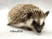 hedgehog photo