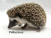hedgehog photo
