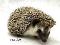 hedgehog photo