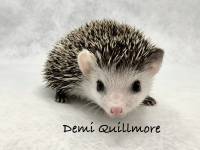 hedgehog photo