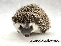 hedgehog photo